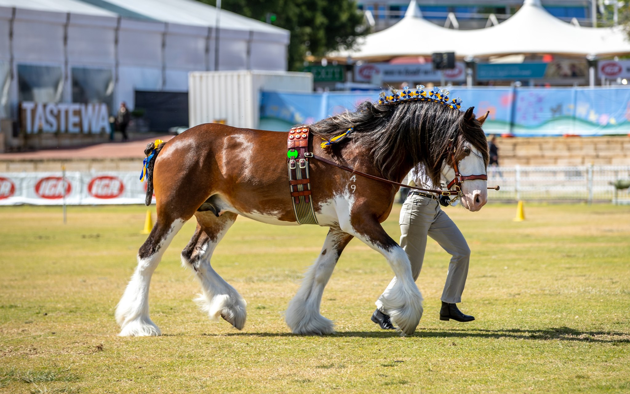 Skyesdale Stud Clydesdales